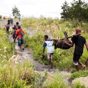 Pig carried to the village to celebrate